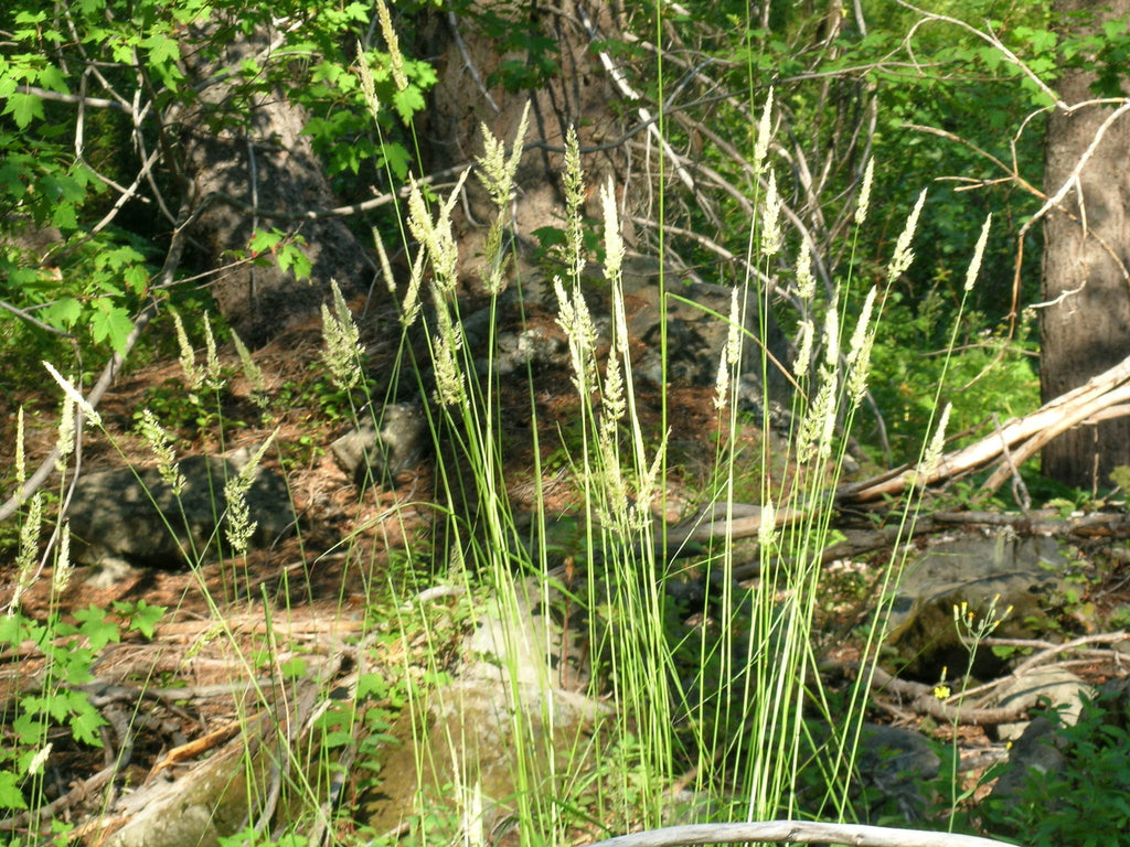 Pinegrass (Calamagrostis rubescens)