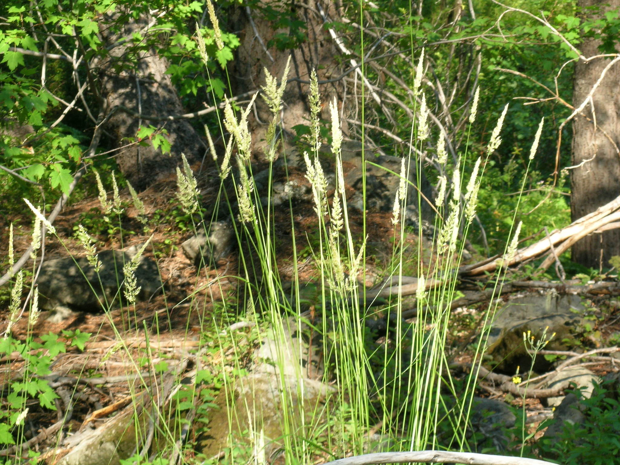 Pinegrass (Calamagrostis rubescens)