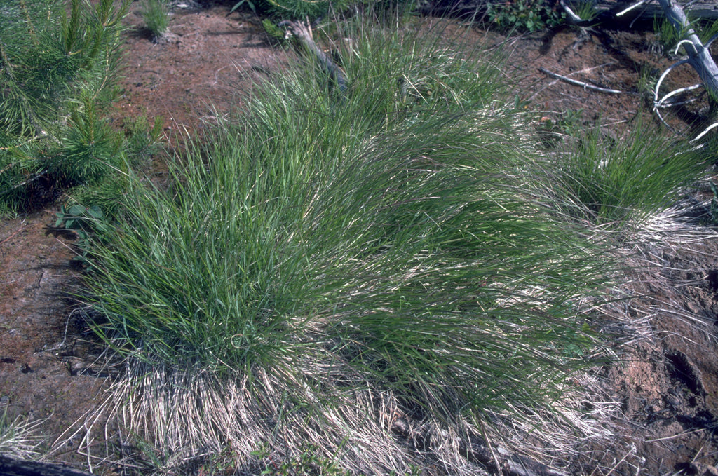 Pinegrass (Calamagrostis rubescens)