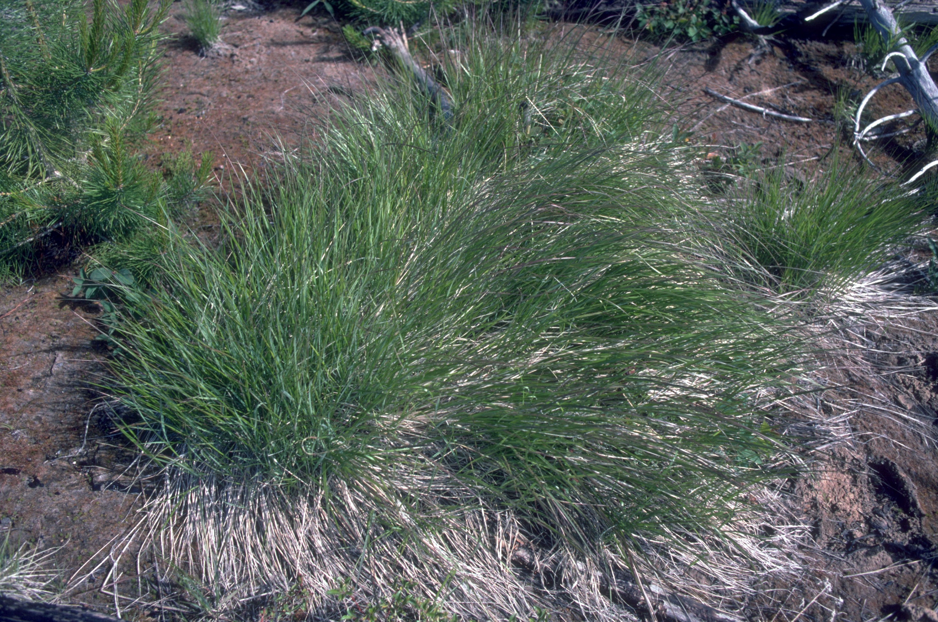 Pinegrass (Calamagrostis rubescens)