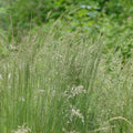 Sandberg Bluegrass (Poa secunda)