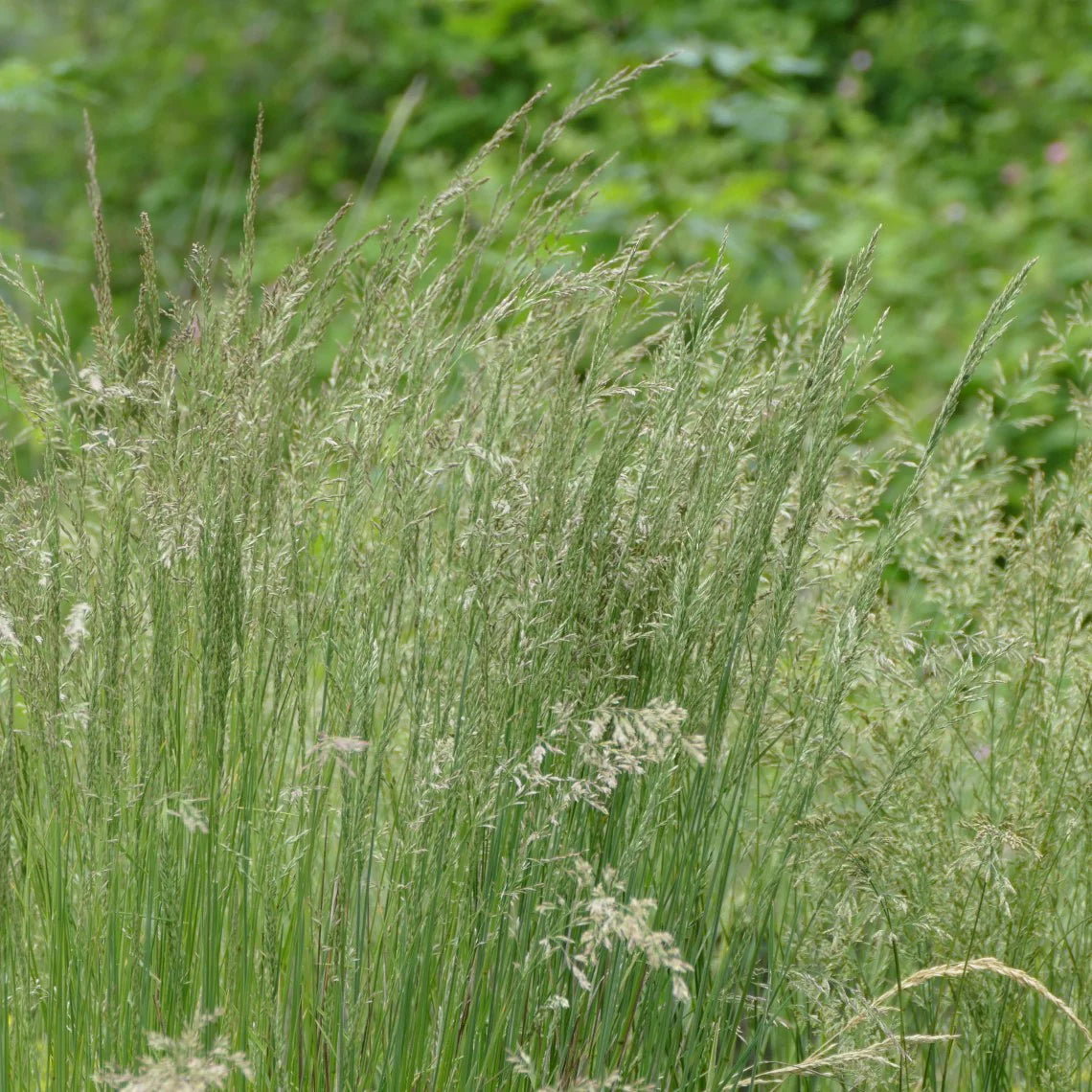 Sandberg Bluegrass (Poa secunda)