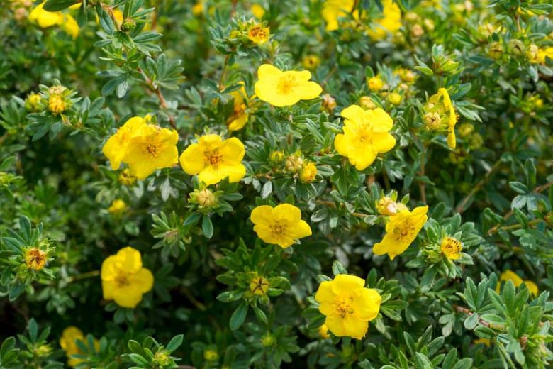 Shrubby Cinquefoil (Dasiphora fruticosa)
