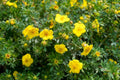 Shrubby Cinquefoil (Dasiphora fruticosa)