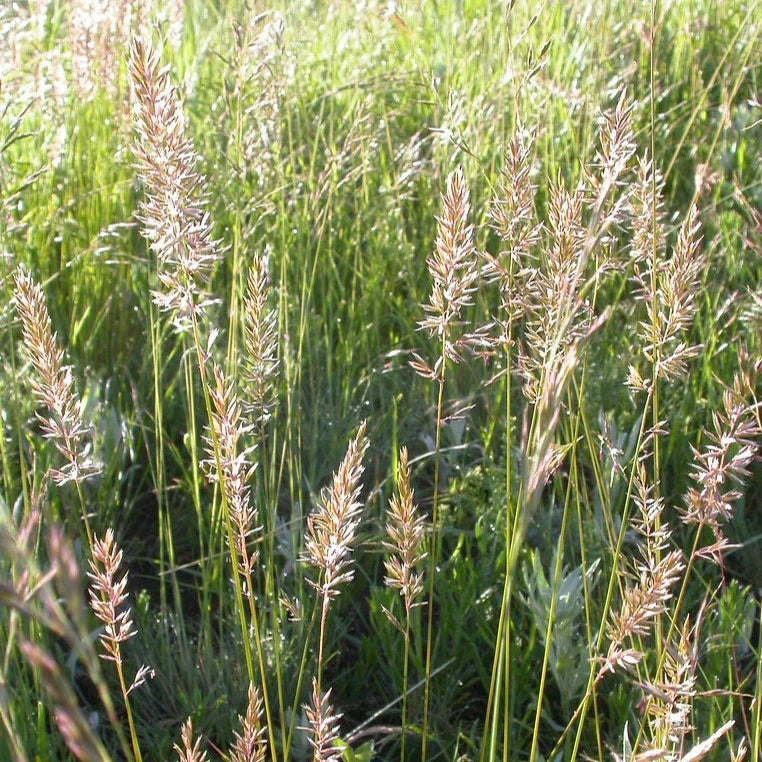 Prairie Junegrass (Koeleria macrantha)