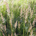 Prairie Junegrass (Koeleria macrantha)