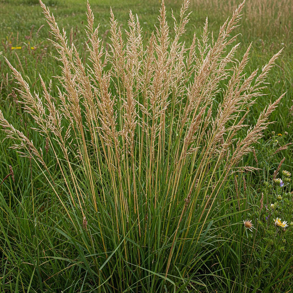 Prairie Junegrass (Koeleria macrantha)