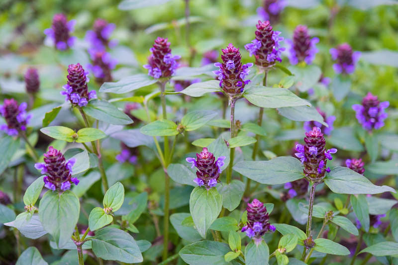 Self-Heal (Prunella vulgaris)