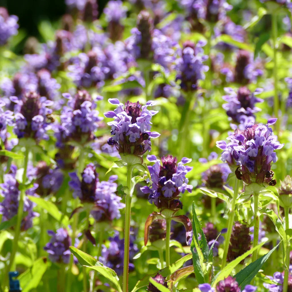 Self-Heal (Prunella vulgaris)