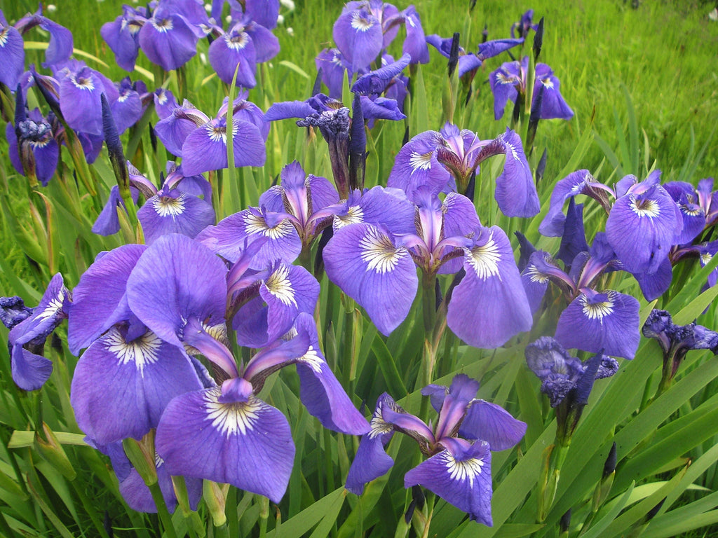 Beachhead Iris (Iris setosa)