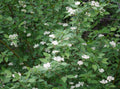 Red Osier Dogwood (Cornus sericea)