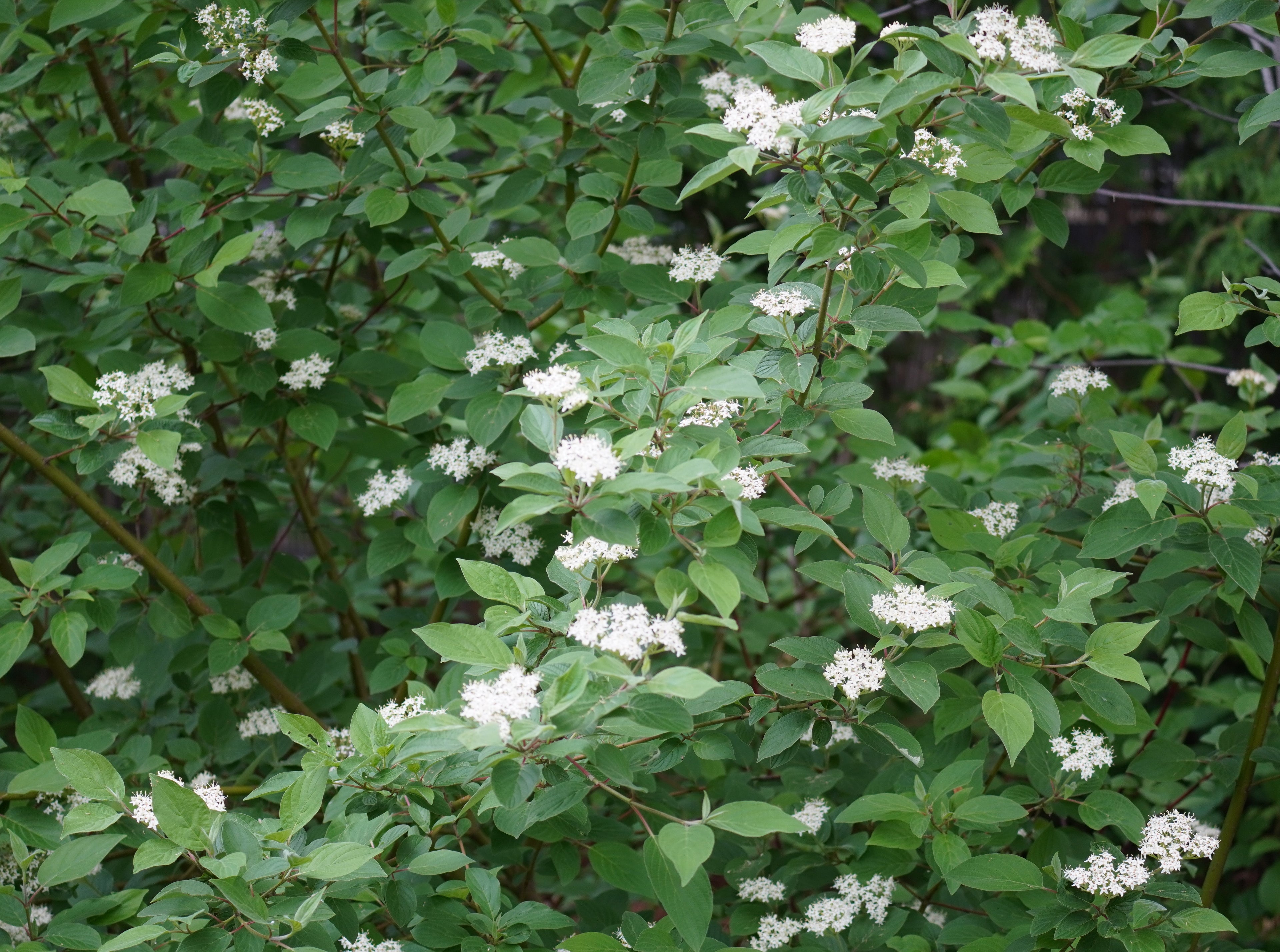 Red Osier Dogwood (Cornus sericea)