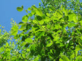 Cascara (Rhamnus purshiana)