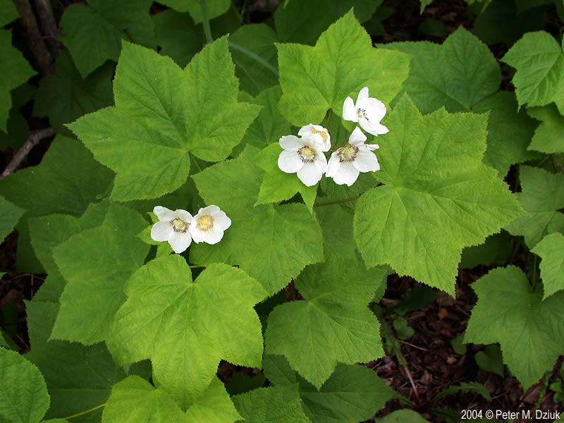 Thimbleberry (Rubus parviflorus)