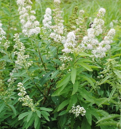 Narrow-leaved Meadowsweet (Spiraea alba)