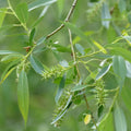 Pacific Willow (Salix lucida ssp. lasiandra)