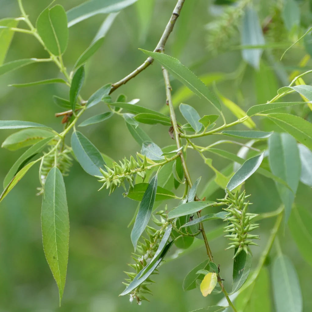Pacific Willow (Salix lucida ssp. lasiandra)