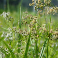 Small-flowered Bulrush (Scirpus microcarpus)