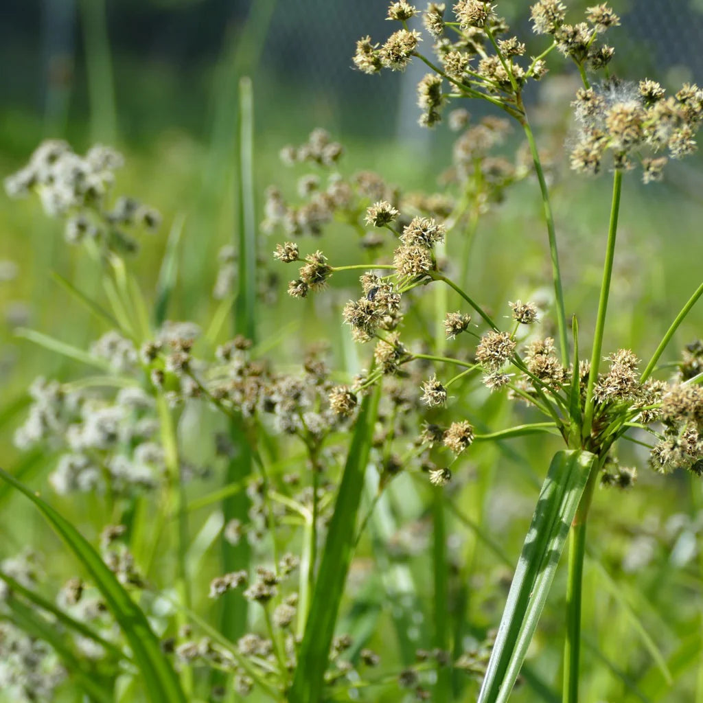 Small-flowered Bulrush (Scirpus microcarpus)