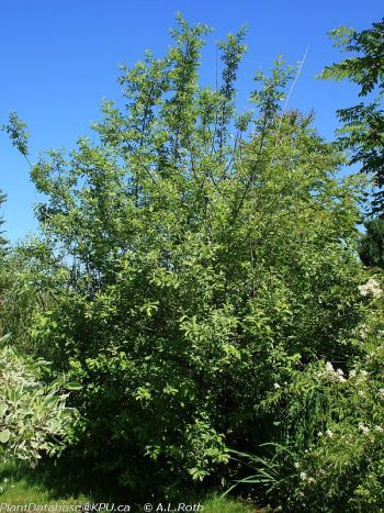 Scouler's Willow (Salix scouleriana)