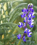Miniature Lupine (Lupinus Bicolor)