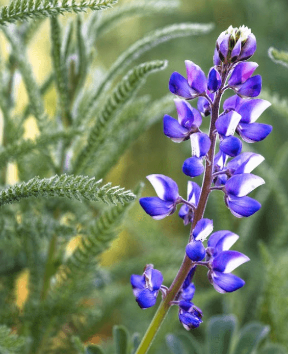 Miniature Lupine (Lupinus Bicolor)
