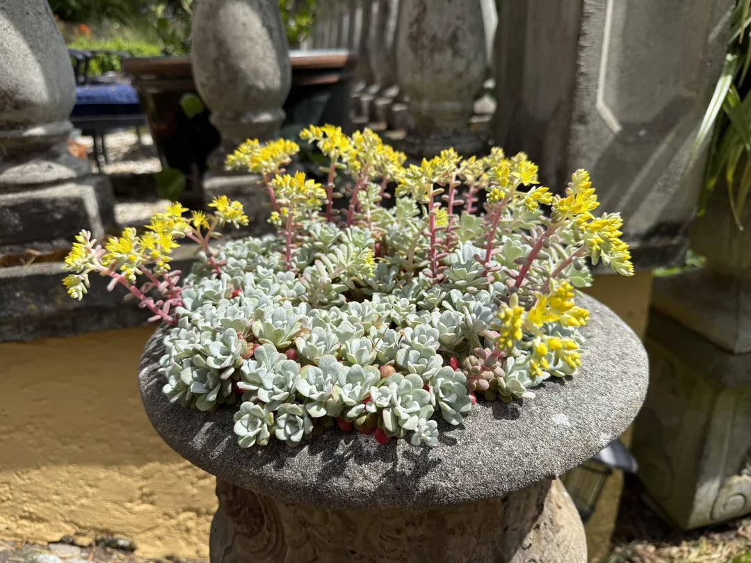 Broad-leaved Stonecrop (Sedum spathulifolium)