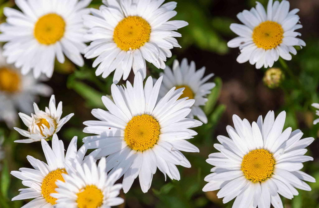 Shasta Daisy (Leucanthemum × superbum)