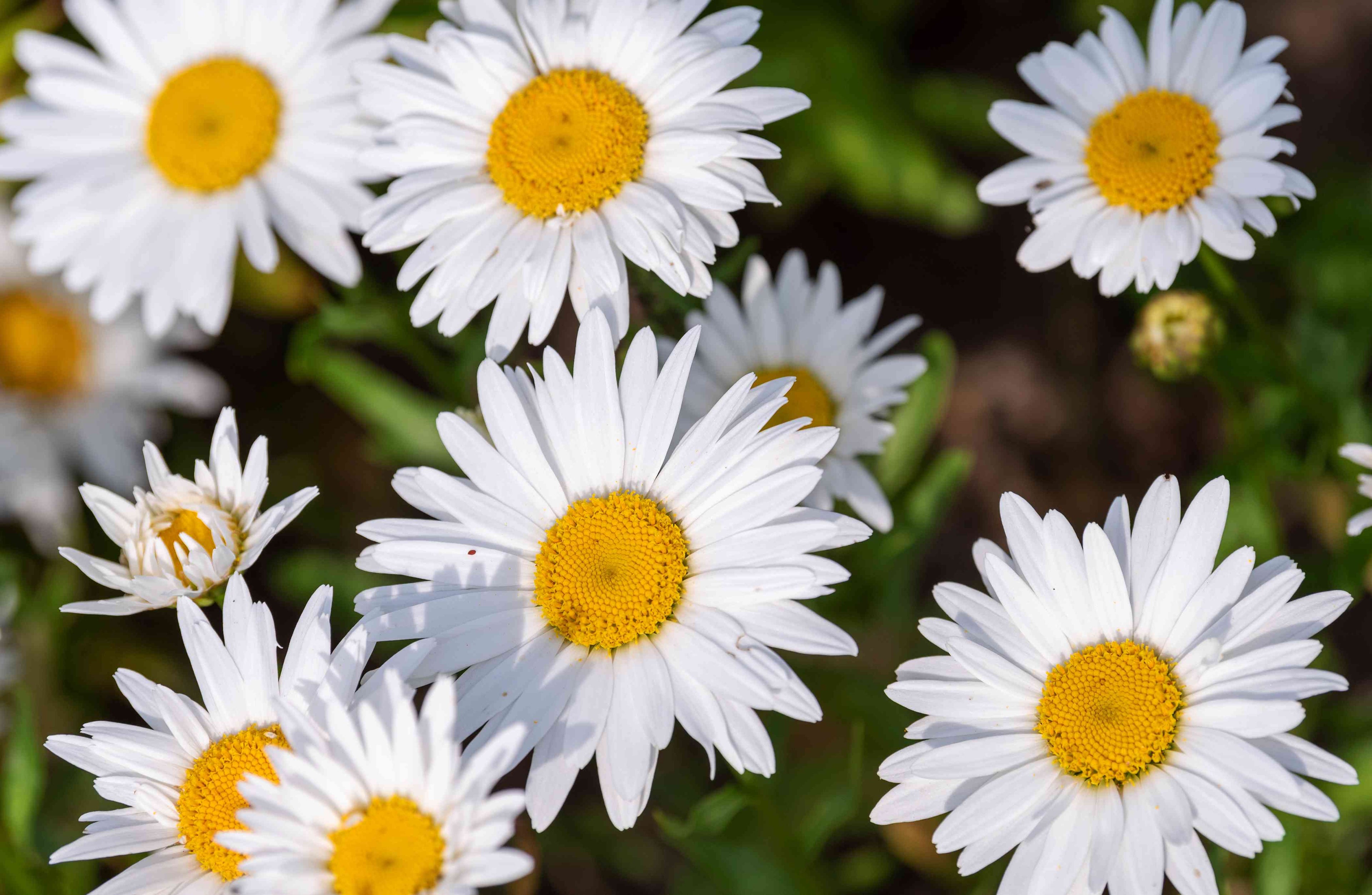 Shasta Daisy (Leucanthemum × superbum)