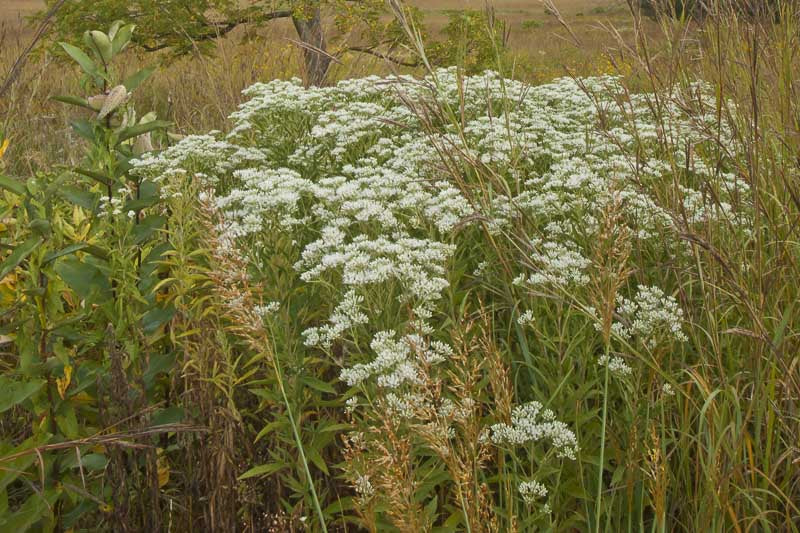 Boneset (Eupatorium perfoliatum)