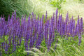 'Caradonna' Meadow Sage (Salvia nemorosa)