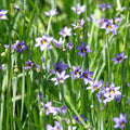 Idaho Blue-eyed Grass (Sisyrinchium idahoense)