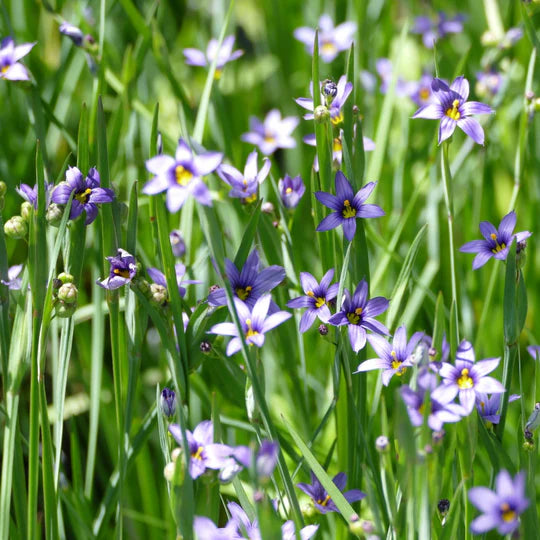Idaho Blue-eyed Grass (Sisyrinchium idahoense)