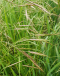 Alaska Brome (Bromus sitchensis)