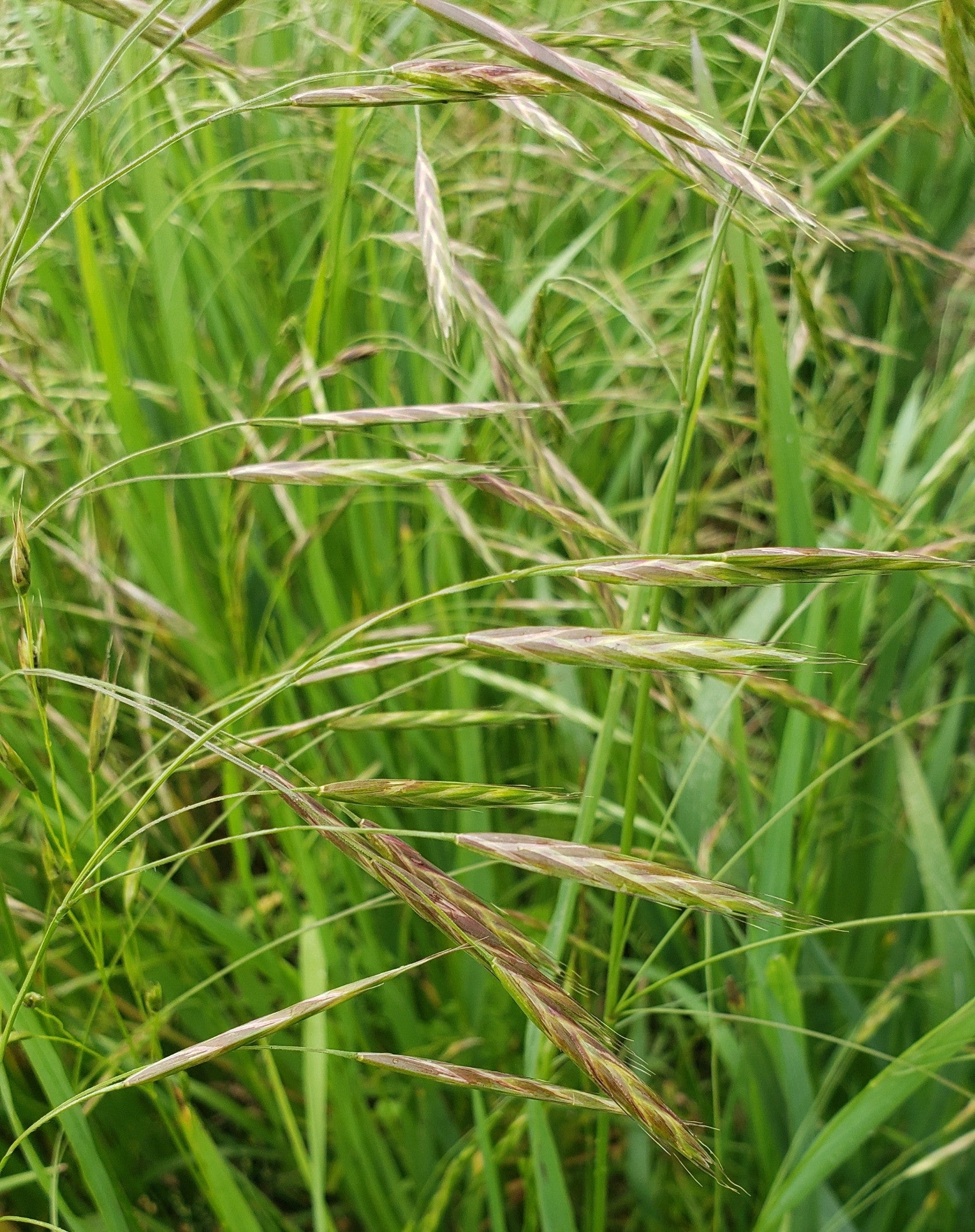 Alaska Brome (Bromus sitchensis)