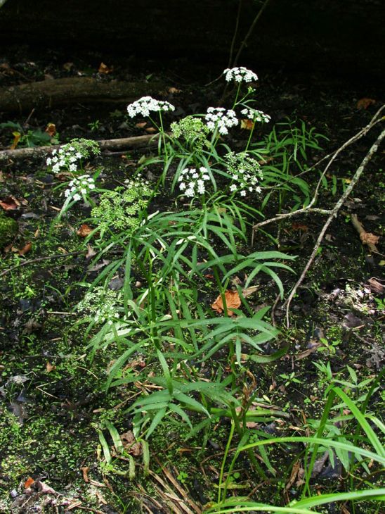 Pacific Water Parsnip (Sium suave)