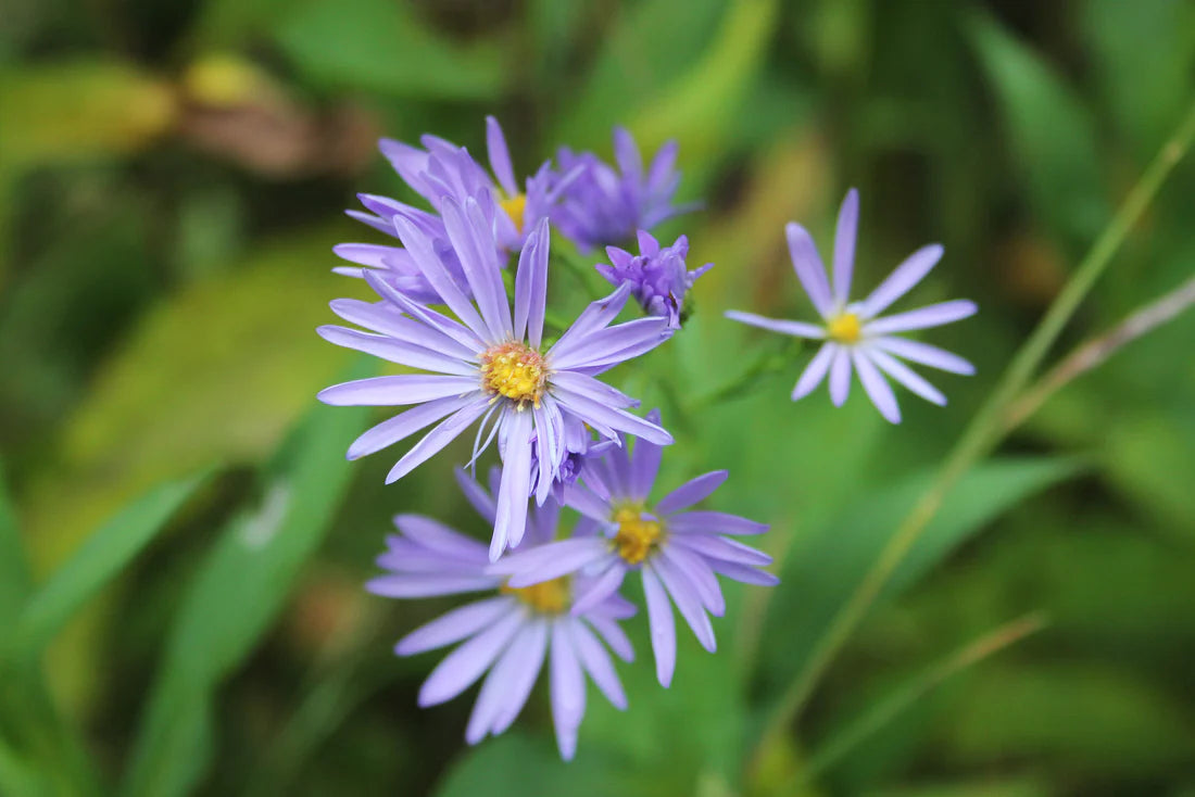 Smooth Blue Aster (Symphyotrichum Laeve)