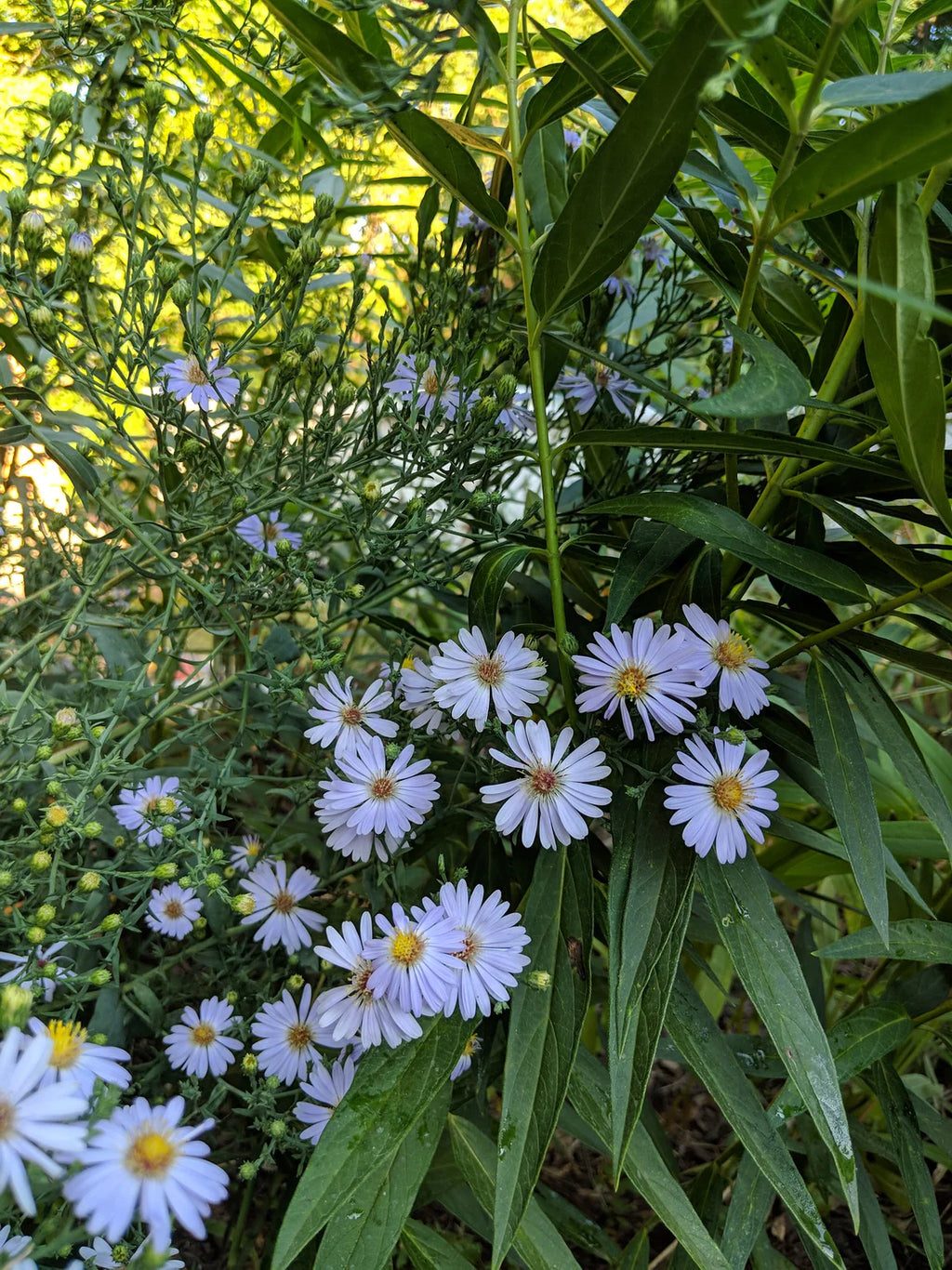 Smooth Blue Aster (Symphyotrichum Laeve)