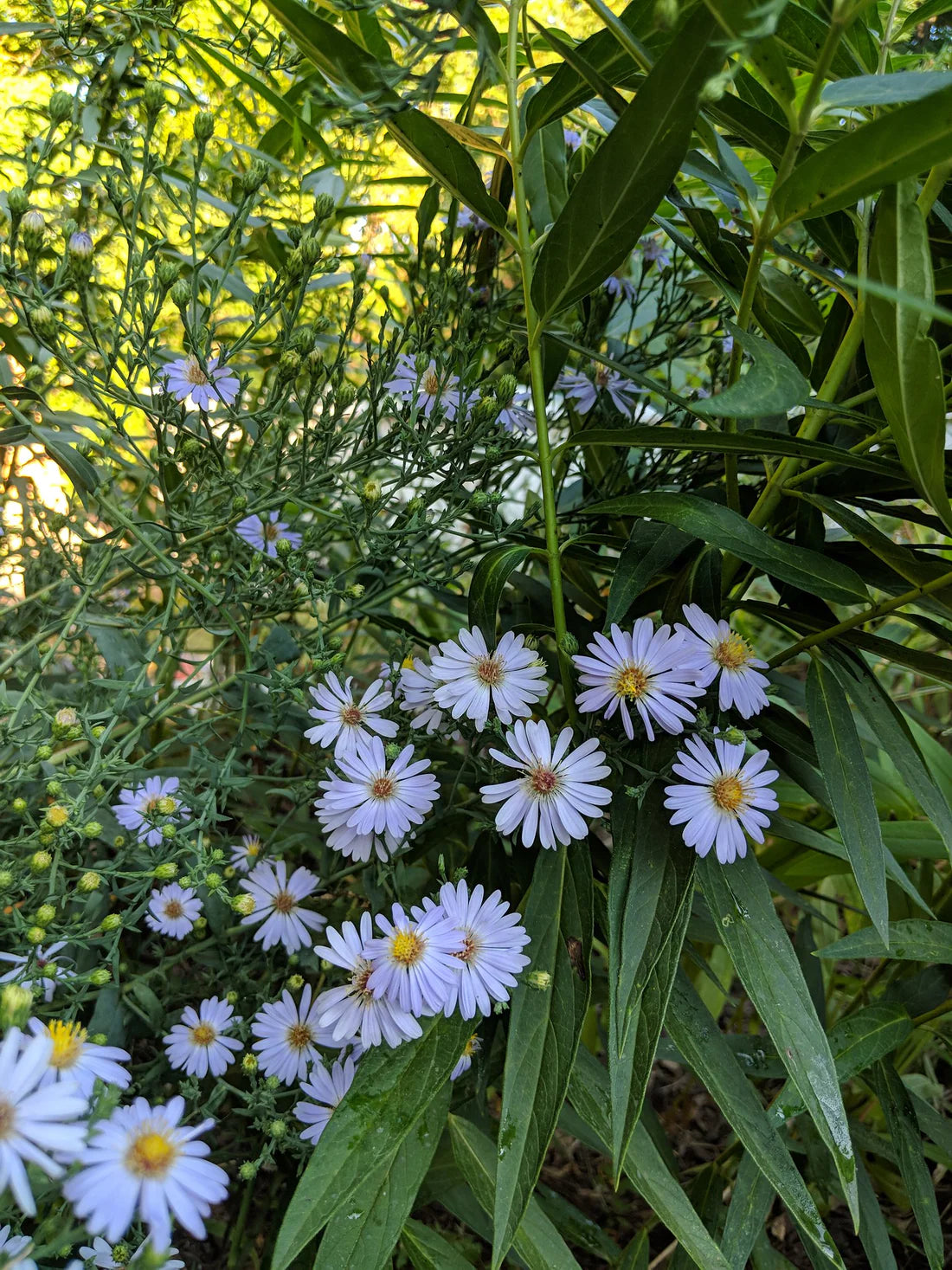 Smooth Blue Aster (Symphyotrichum Laeve)