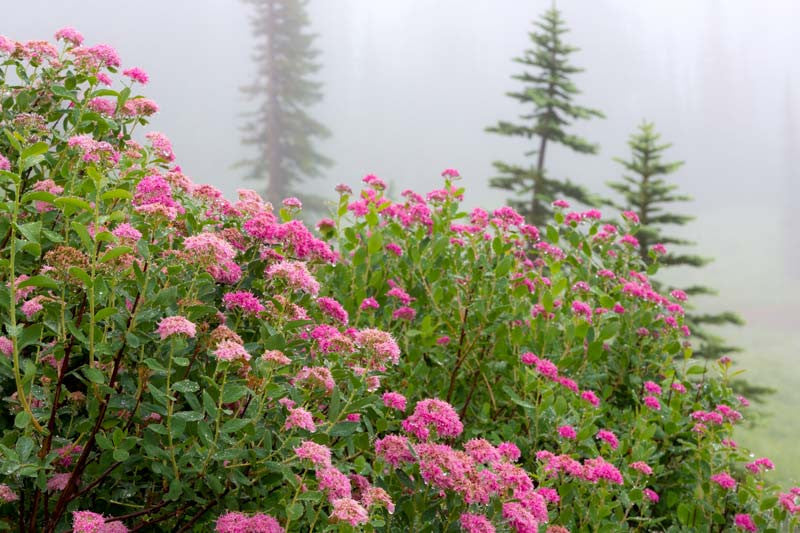 Rose Meadowsweet (Spiraea splendens)