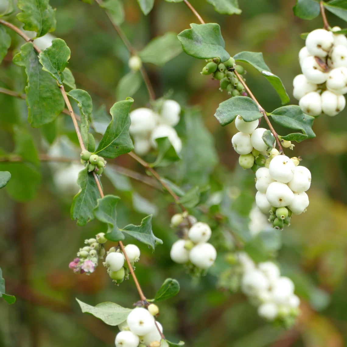 Snowberry (Symphoricarpos albus )