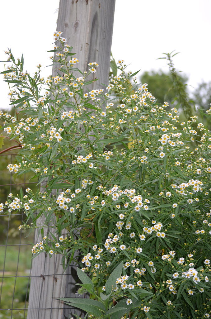 White Panicle Aster (Symphyotrichum Lanceolatum)