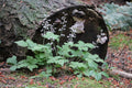 Three Leaf Foamflower (Tiarella cordifolia)