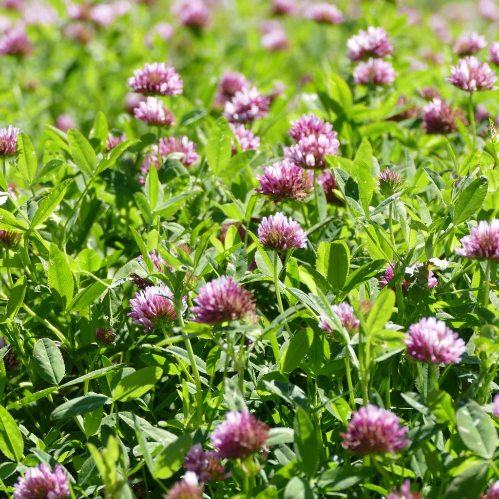 Springbank Clover (Trifolium wormskioldii)