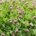 Springbank Clover (Trifolium wormskioldii)