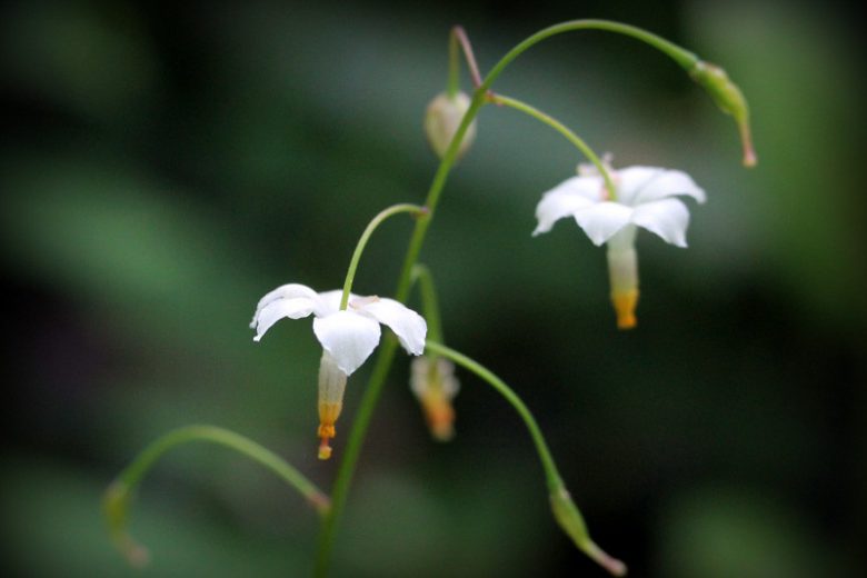 Inside-Out-Flower (Vancouveria hexandra)