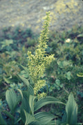 False Hellebore (Veratrum viride)