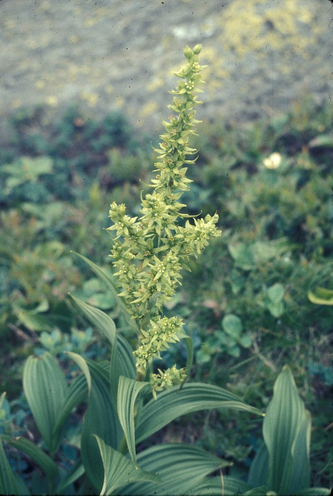 False Hellebore (Veratrum viride)