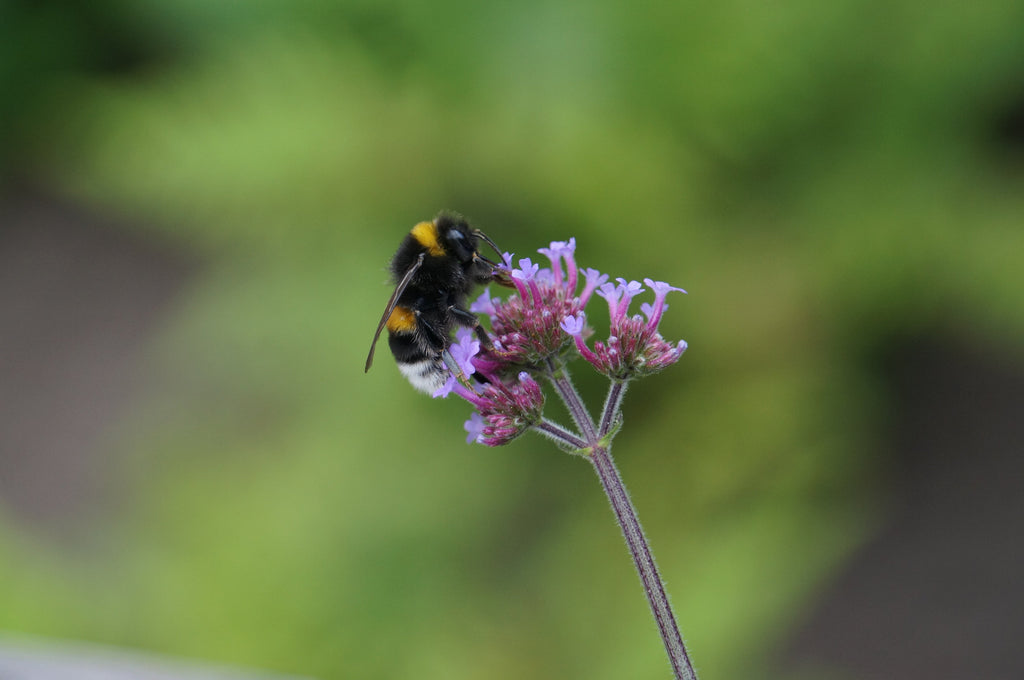 Verbena (Verbena sp.)
