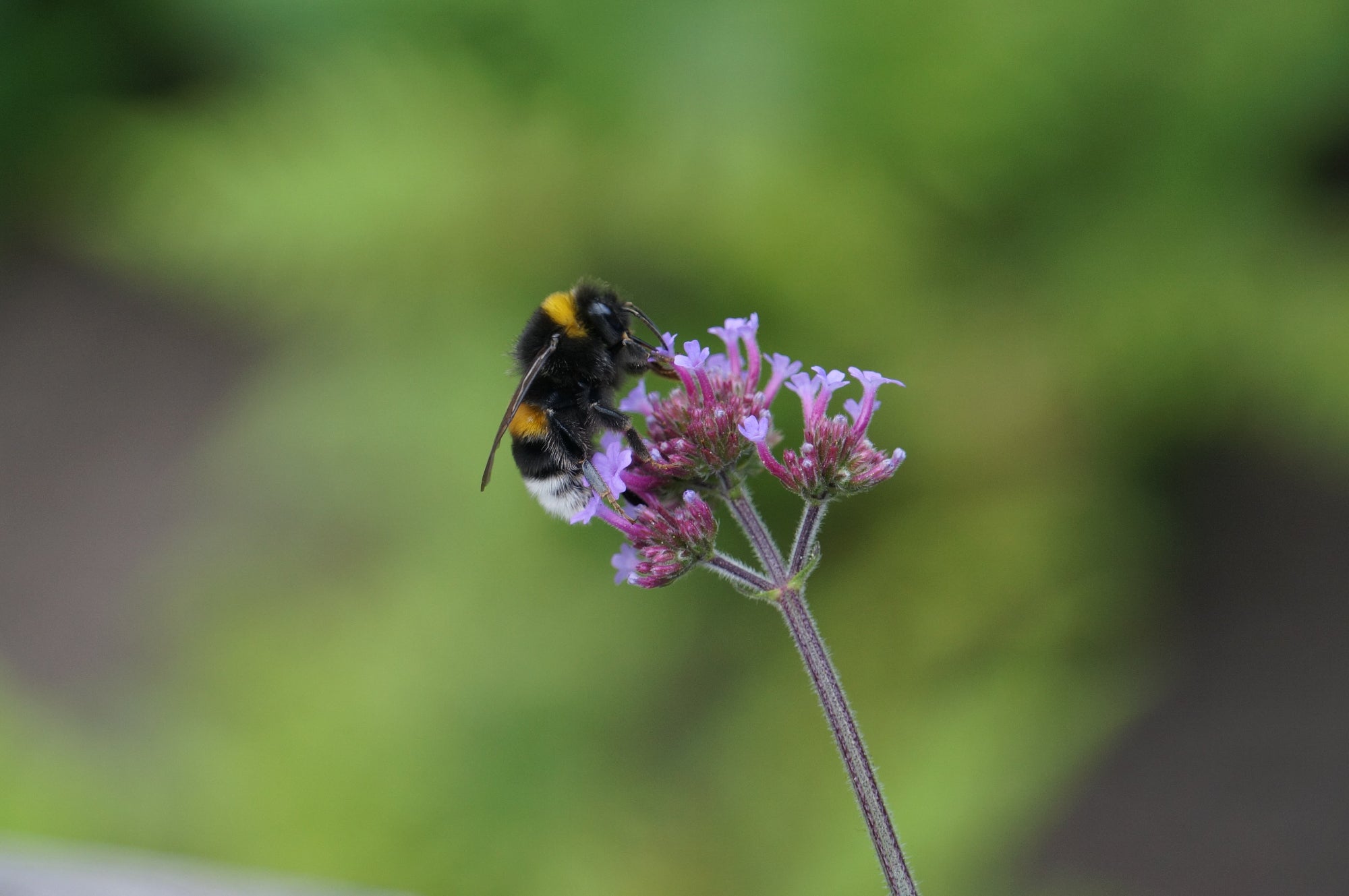 Verbena (Verbena sp.)